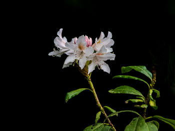 Close-up of white flowers blooming against black background