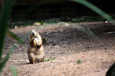 Upright prairie dog