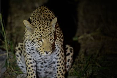 Close-up of a cat looking away