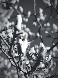 Close-up of insect on plant