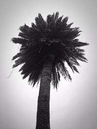 Low angle view of palm tree against clear sky