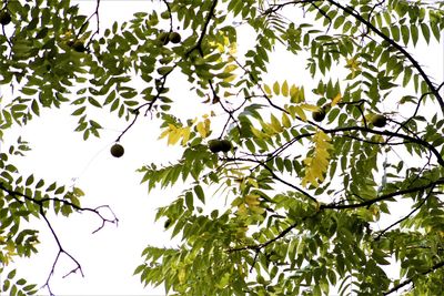 Low angle view of tree branch against sky