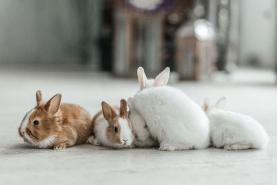 A group of cute easter bunny rabbits on the living room floor. beautiful cute pets