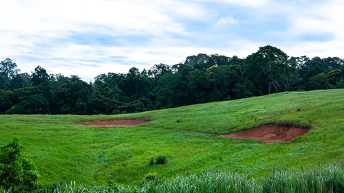 Scenic view of trees on field against sky