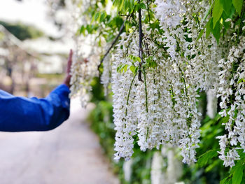 Close-up of white flowering plants against trees