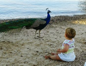 Birds on shore