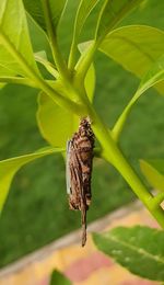 Close-up of butterfly on leaf