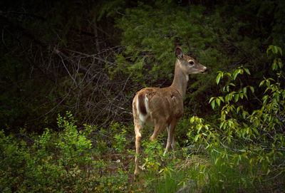 Deer standing in a forest