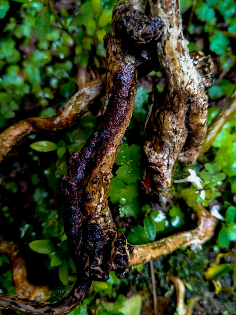 CLOSE-UP OF DEAD TREE TRUNK