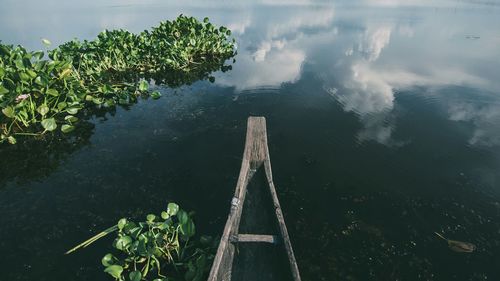 Reflection of trees in water