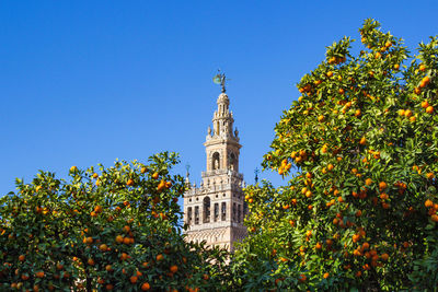 View of the the giralda tower of seville cathedral between orange trees  against blue sky