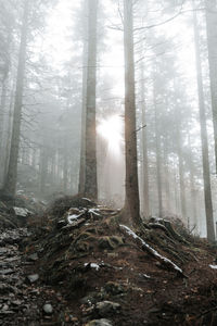 Sunlight streaming through trees in forest