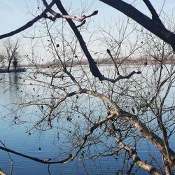 Bare tree by lake against sky during winter