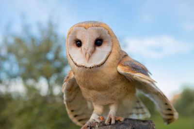 Close-up portrait of a owl