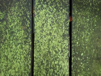 Full frame shot of grass