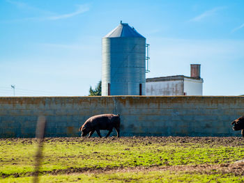 Horse grazing in a field