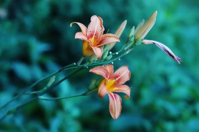 Close-up of pink lily flowers