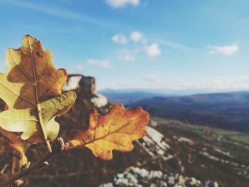 Close-up of maple leaves against sky