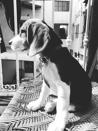 Puppy sitting on cot at home