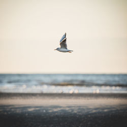 Seagull flying over sea against sky