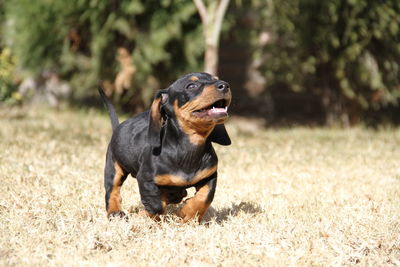 Dog looking away