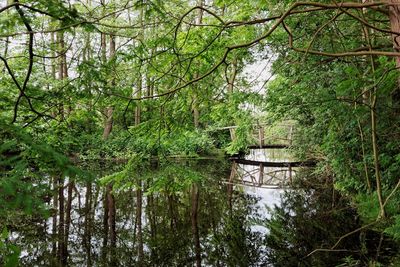 Scenic view of lake with trees in background