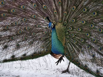 Close-up of peacock