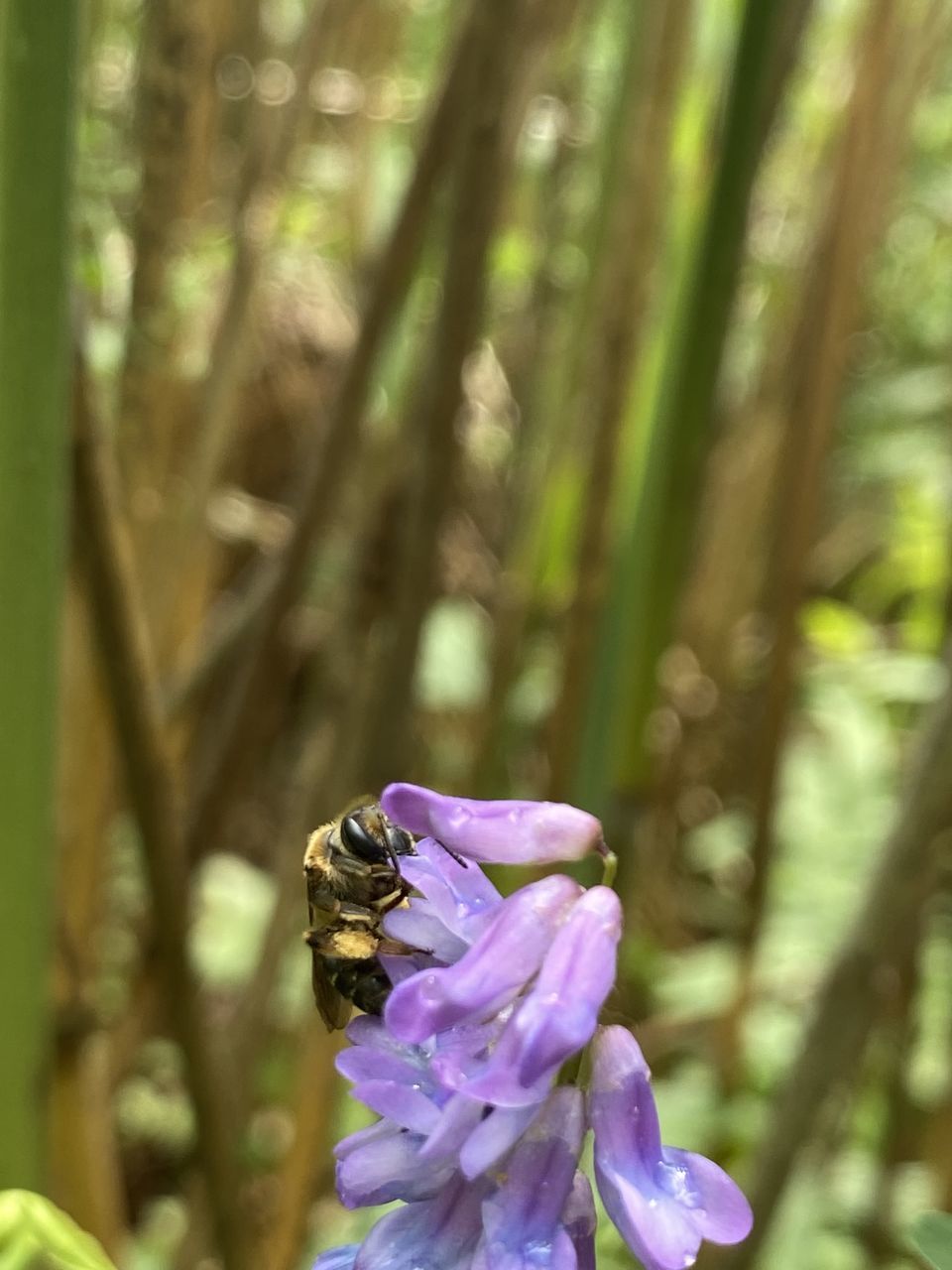 CLOSE-UP OF BUTTERFLY POLLINATING ON PURPLE FLOWER