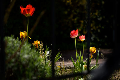 Close-up of flowering plants growing on field