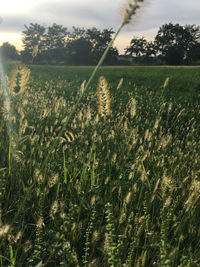 High angle view of stalks in field against sky