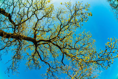 Low angle view of tree against blue sky