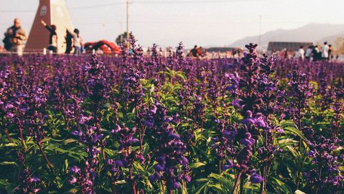 Full length of purple flower in park