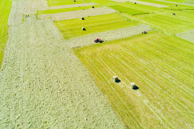 High angle view of rice paddy