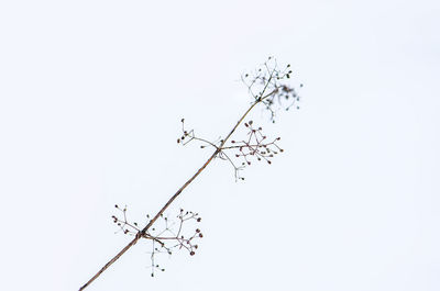 Low angle view of barbed wire against clear sky