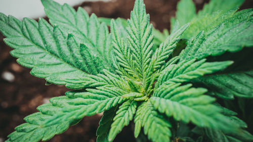 Close-up of fresh green plant