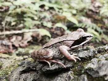 Close-up of lizard on rock