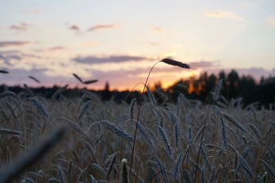 Close-up of plants against sky during sunset