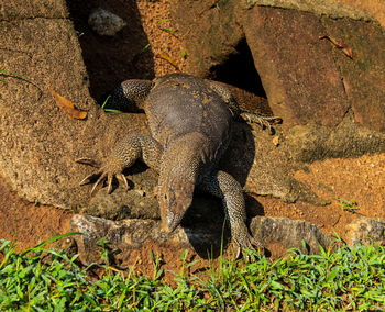 Close-up of turtle