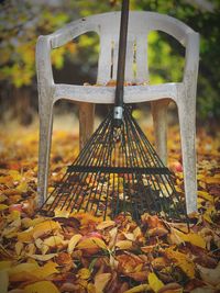 Autumn leaves on bench in park