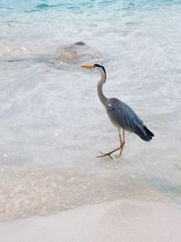 Side view of a bird in water