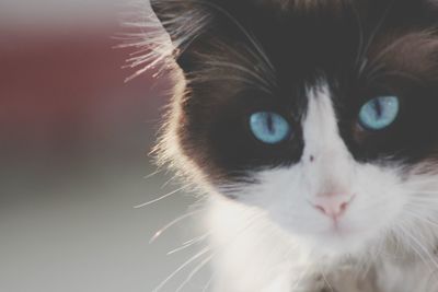 Close-up of cat