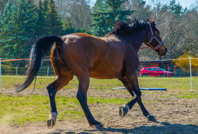 Horse running in ranch