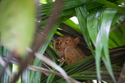 Close-up of tarsier hanging on tree