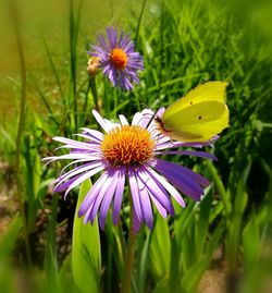 Close-up of butterfly on purple flower