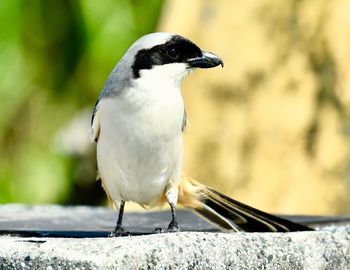 Close-up of bird perching on retaining wall