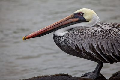 Sideon closeup of galapagos brown pelican pelecanus occidentalis urinator in galapagos islands. 