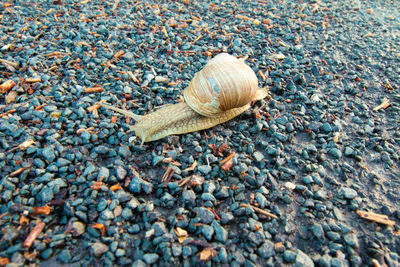 Close-up of snail