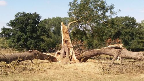 Dead tree on field against sky