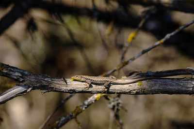 Close-up of lizard on twig