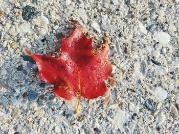 Directly above shot of maple leaf on land